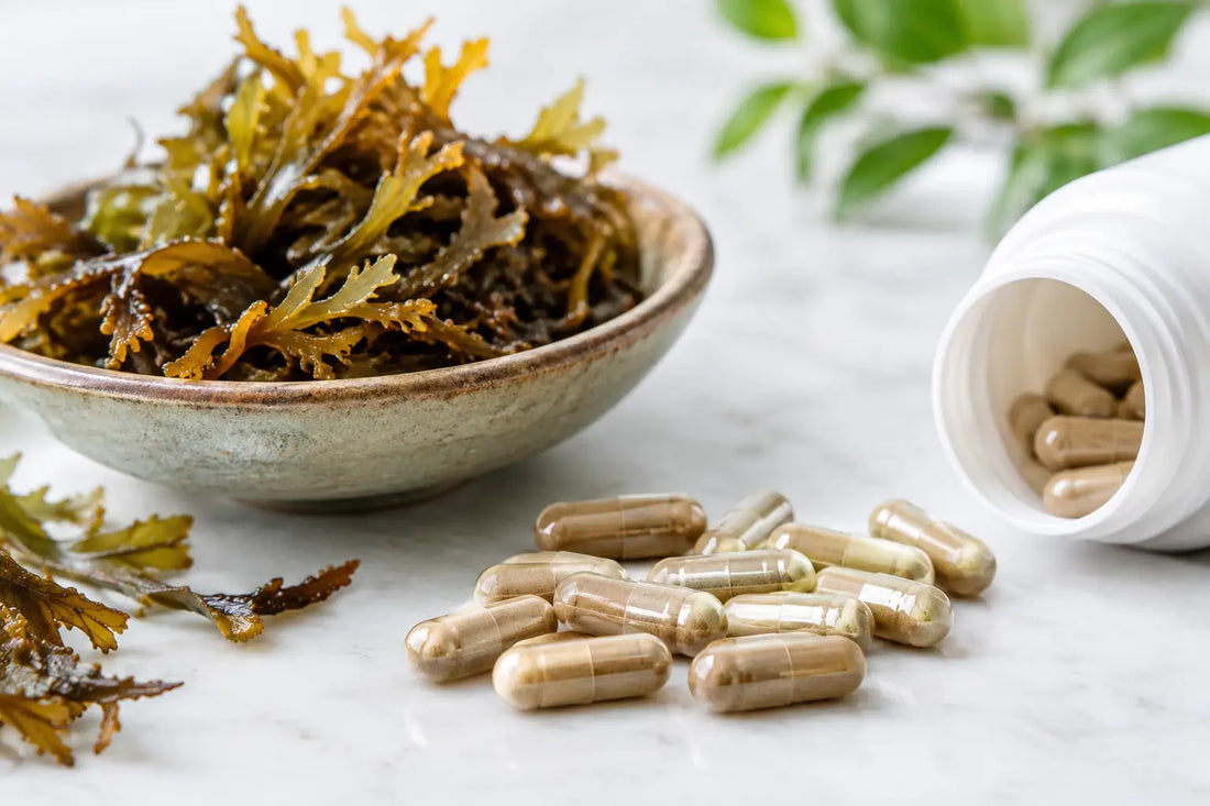 Fucoidan Capsule Quality: What to Look For