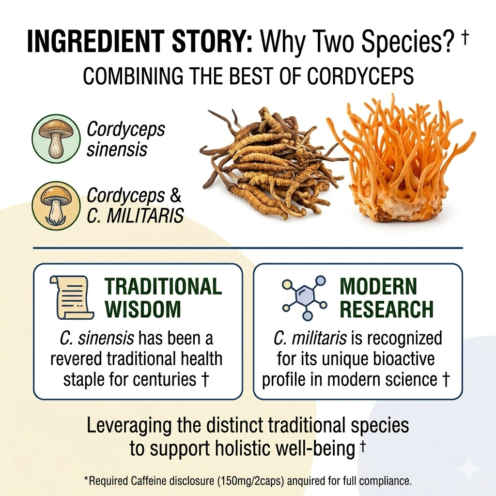 Cordyceps Sinensis and Militaris energy supplement
